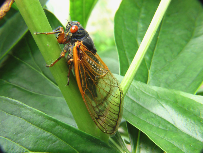 Cicada on tree leaf