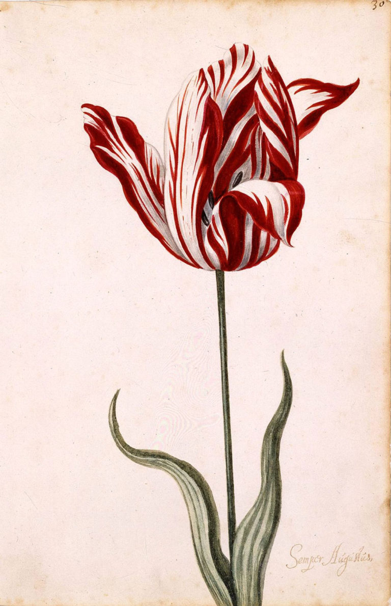 17th c tulip painting