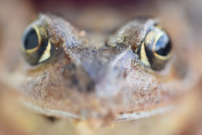 Close up of a toad's face