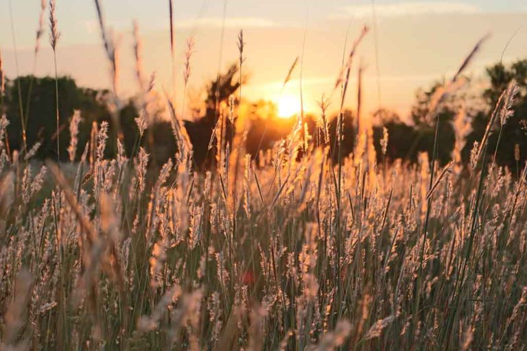 image of a field at sunrise