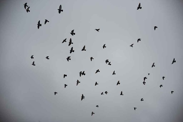 birds flying overhead