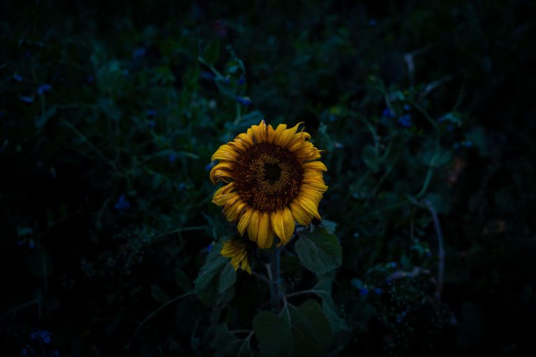 A sunflower at dusk in front of blue morning glory vines