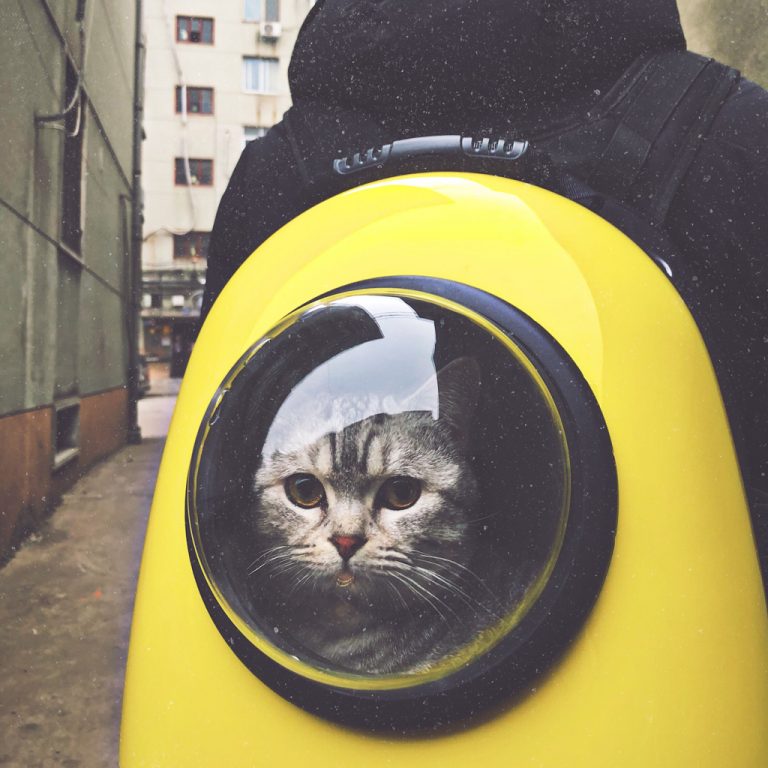 Cat looking out of a jetpack