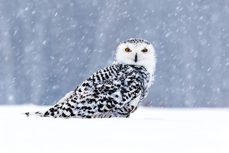 white owl in a snowstorm
